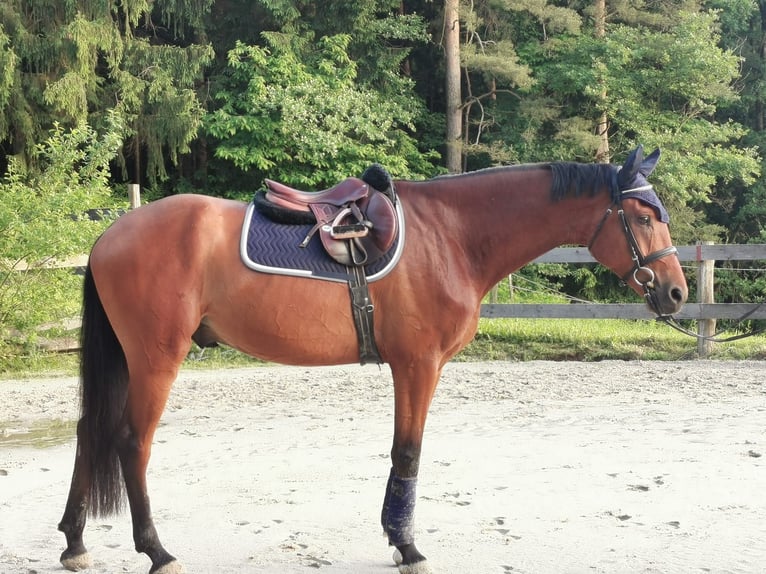 Ungersk sporthäst Valack 5 år 167 cm Brun in Prebold