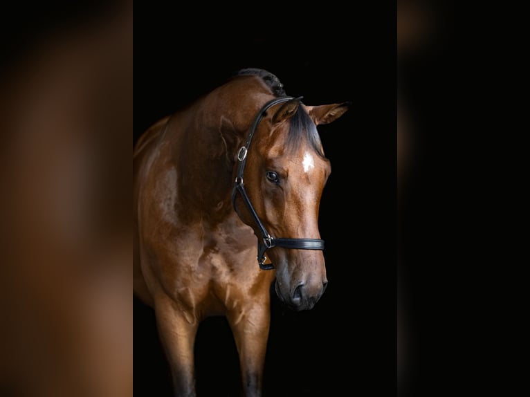Ungersk sporthäst Valack 5 år 169 cm Brun in Gyömrő