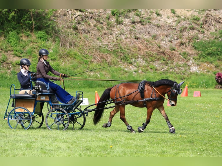 Ungersk sporthäst Blandning Valack 6 år 130 cm Brun in Weinfelden