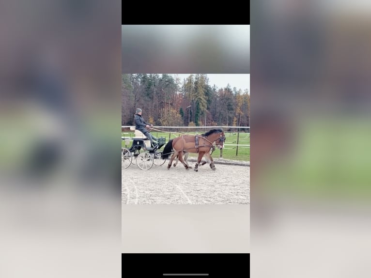 Ungersk sporthäst Blandning Valack 6 år 130 cm Brun in Weinfelden