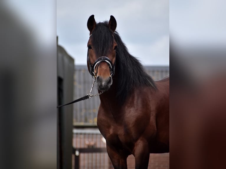 Ungersk sporthäst Blandning Valack 6 år 153 cm Brun in Eersel