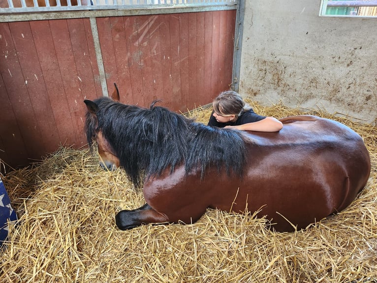 Ungersk sporthäst Blandning Valack 6 år 153 cm Brun in Eersel