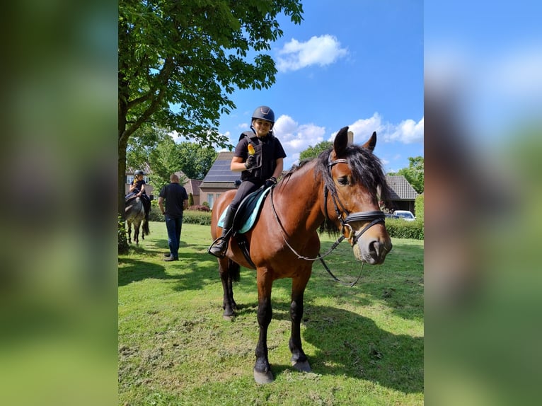 Ungersk sporthäst Blandning Valack 6 år 153 cm Brun in Eersel