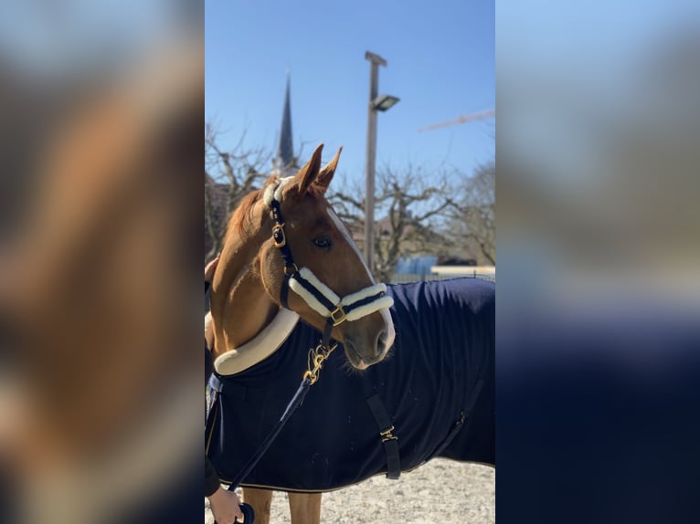 Ungersk sporthäst Valack 6 år 164 cm fux in Mühlheim am Inn