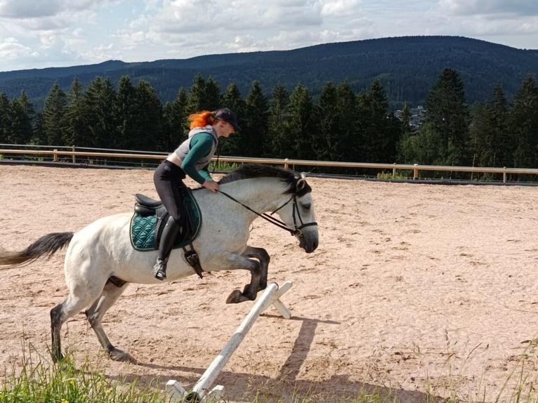 Ungersk sporthäst Blandning Valack 6 år 164 cm Grå-mörk-brun in Klingenthal/Sachsen