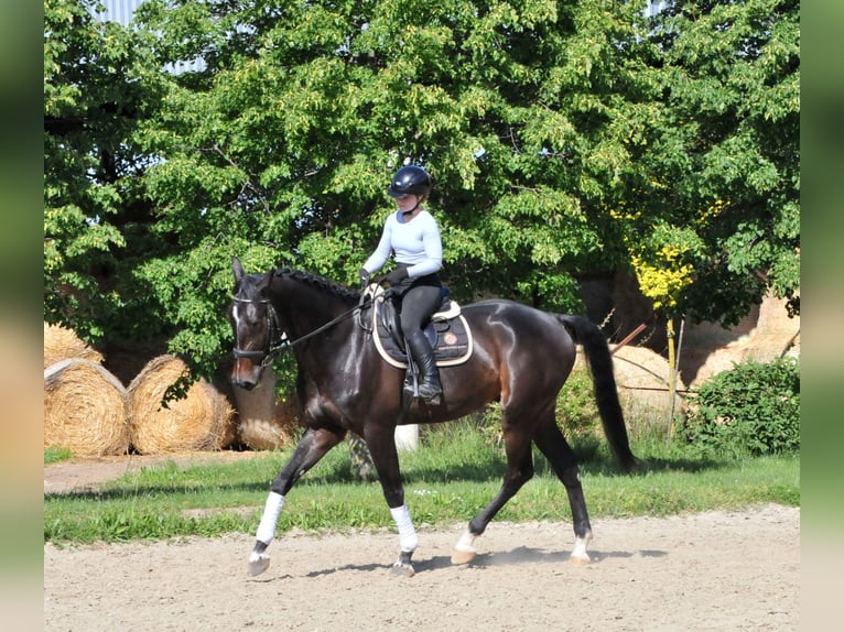 Ungersk sporthäst Valack 6 år 172 cm Mörkbrun in Schattendorf