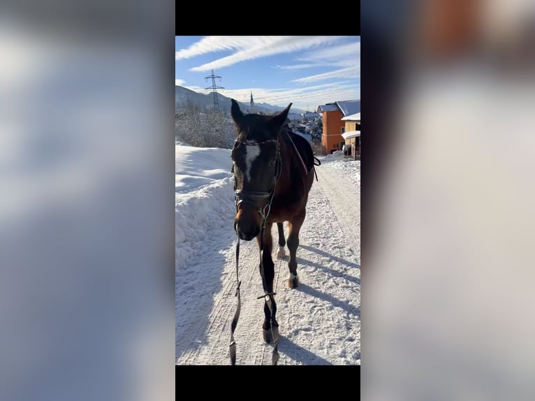 Ungersk sporthäst Valack 7 år 162 cm Mörkbrun in Embach