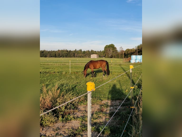 Ungersk sporthäst Valack 7 år 165 cm Brun in Hohenbrunn