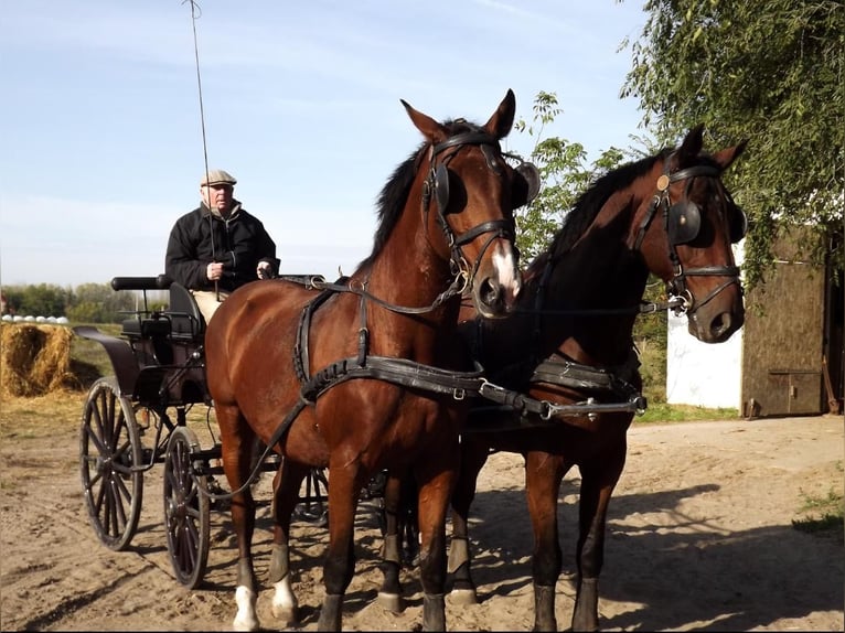 Ungersk sporthäst Valack 7 år 171 cm Brun in Kecskemét