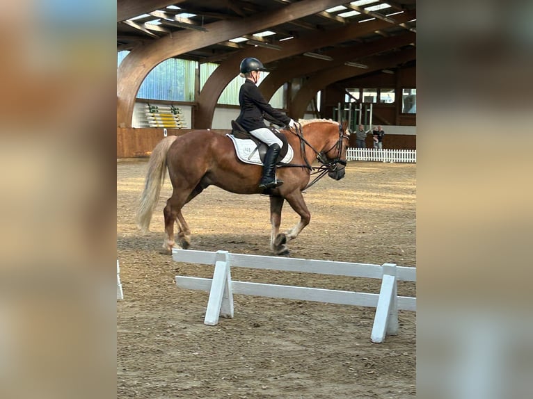 Ungersk sporthäst Valack 8 år 148 cm Brun in Duderstadt