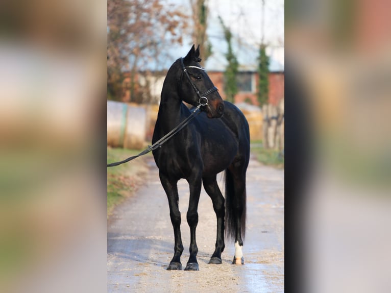 Ungersk sporthäst Blandning Valack 8 år 160 cm Mörkbrun in Győr