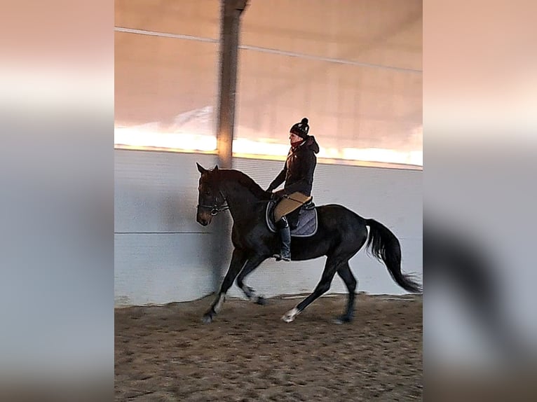 Ungersk sporthäst Blandning Valack 8 år 160 cm Mörkbrun in Győr