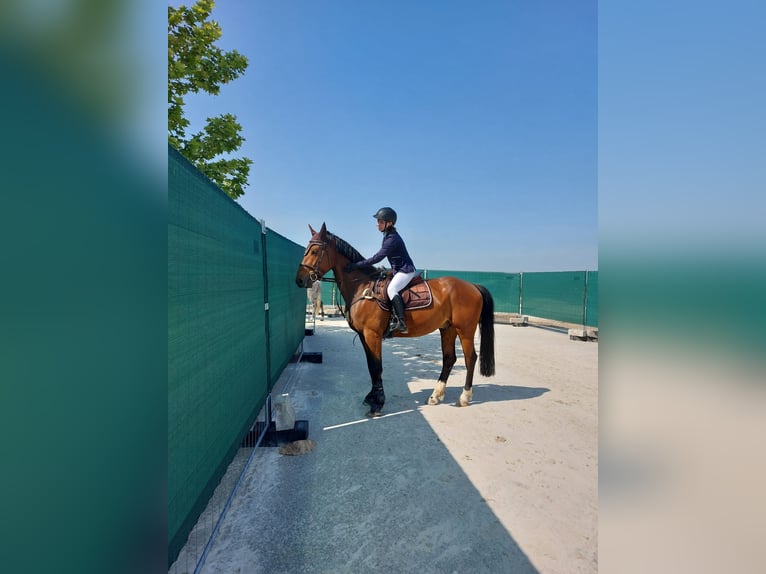 Ungersk sporthäst Valack 8 år 162 cm Brun in Pilis