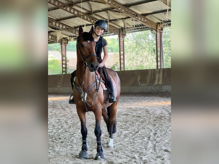 Ungersk sporthäst Valack 8 år 162 cm Brun in Pilis