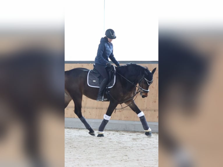 Ungersk sporthäst Valack 8 år 164 cm Brun in Bernhardsthal