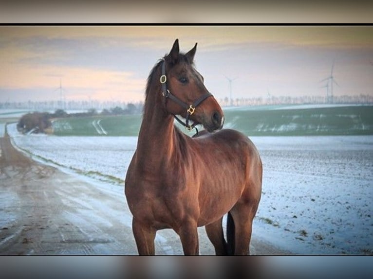 Ungersk sporthäst Valack 8 år 164 cm Brun in Bernhardsthal