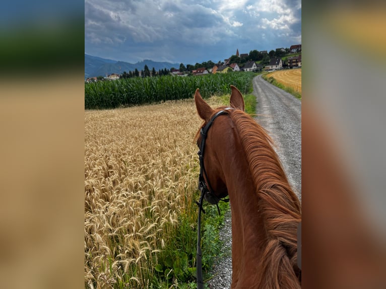 Ungersk sporthäst Valack 8 år 175 cm fux in Utschtal