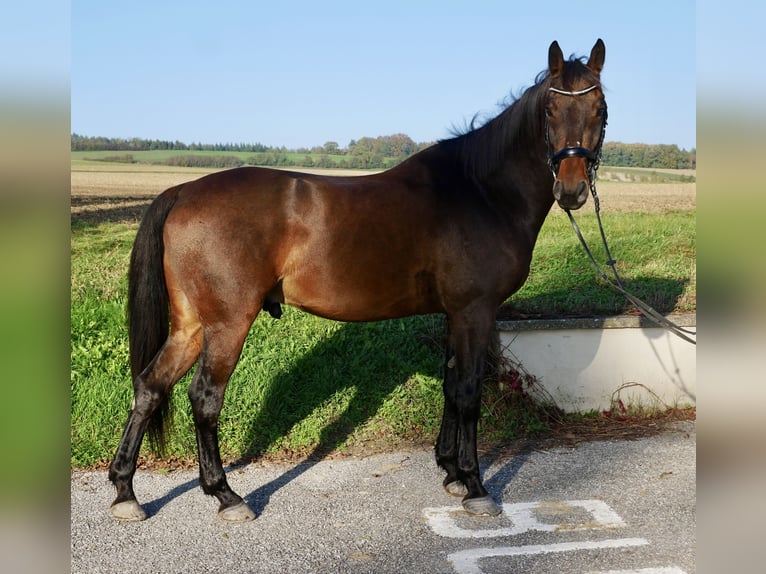 Ungersk sporthäst Valack 9 år 170 cm Brun in Raipoltenbach