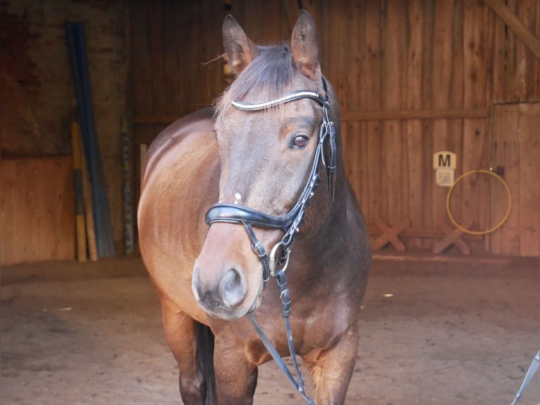 Ungersk sporthäst Valack 9 år 170 cm Brun in Raipoltenbach