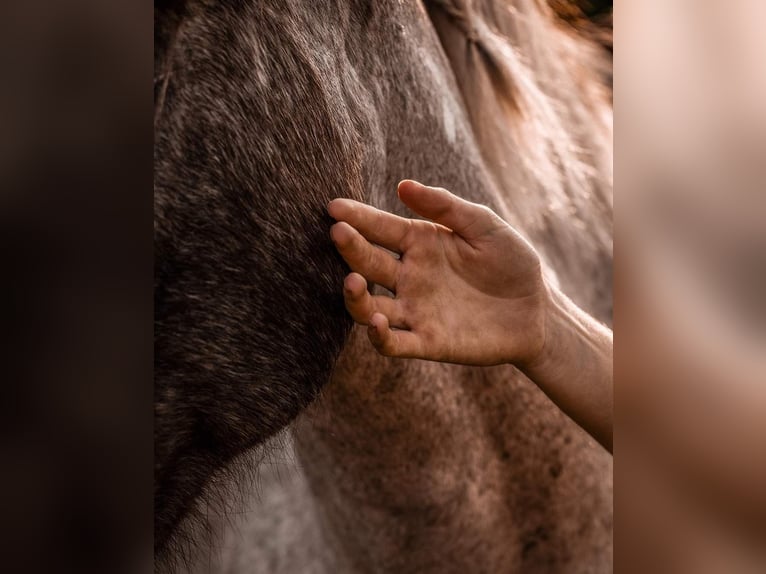 Unterstützung im Stall- und Hofalltag (Raum Leipzig)