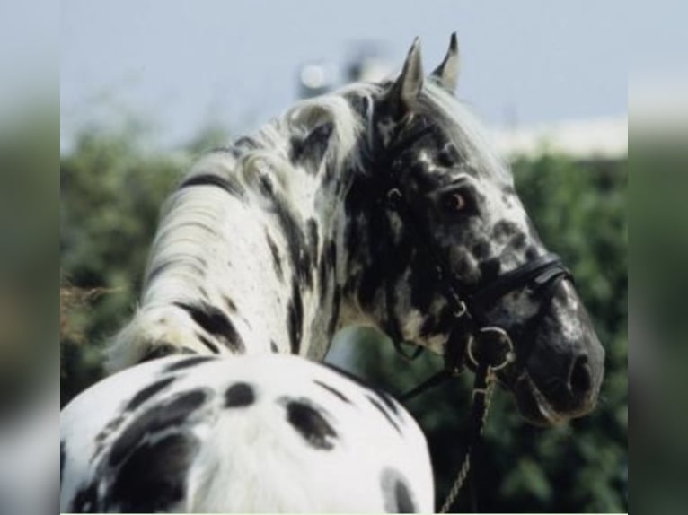 Upal von Norholm Knabstrup Stallion in Berg