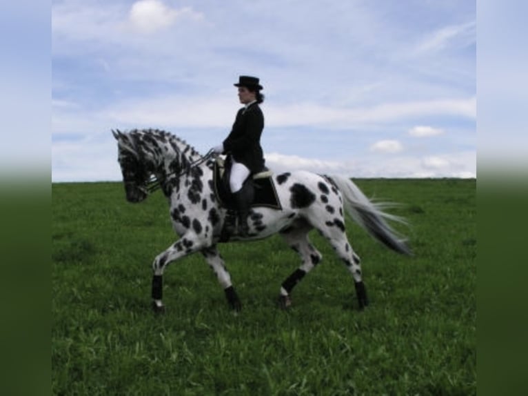 Upal von Norholm Knabstrup Stallion in Berg