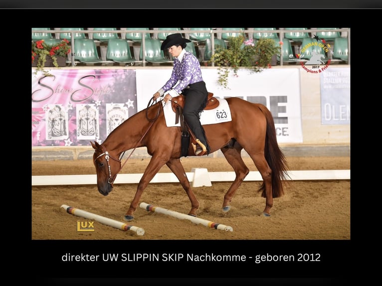 UW Slippin Skip American Quarter Horse Hengst Fuchs in Forst