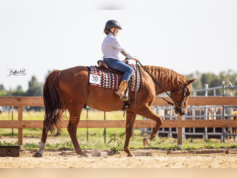 UW Slippin Skip American Quarter Horse Hengst Fuchs in Forst