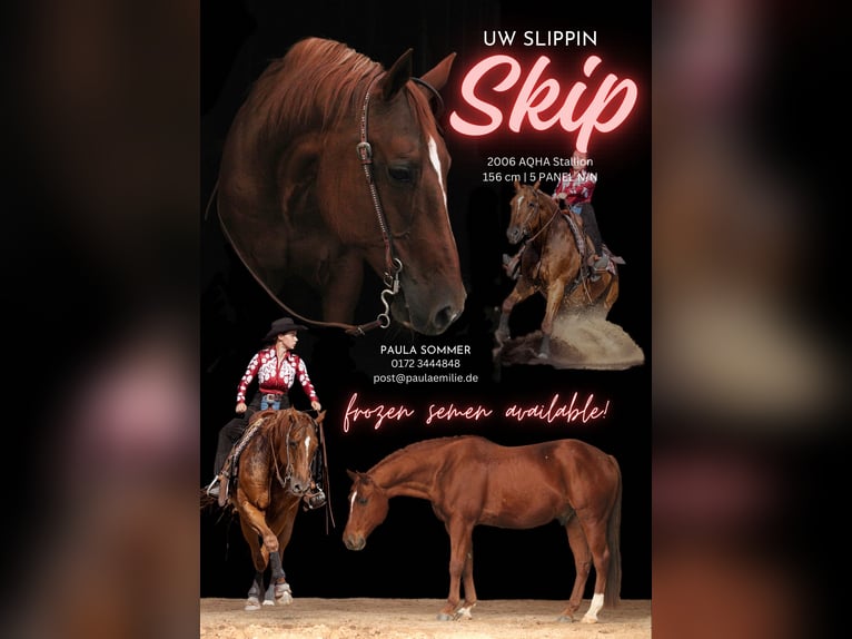 UW Slippin Skip American Quarter Horse Stallion Chestnut-Red in Forst