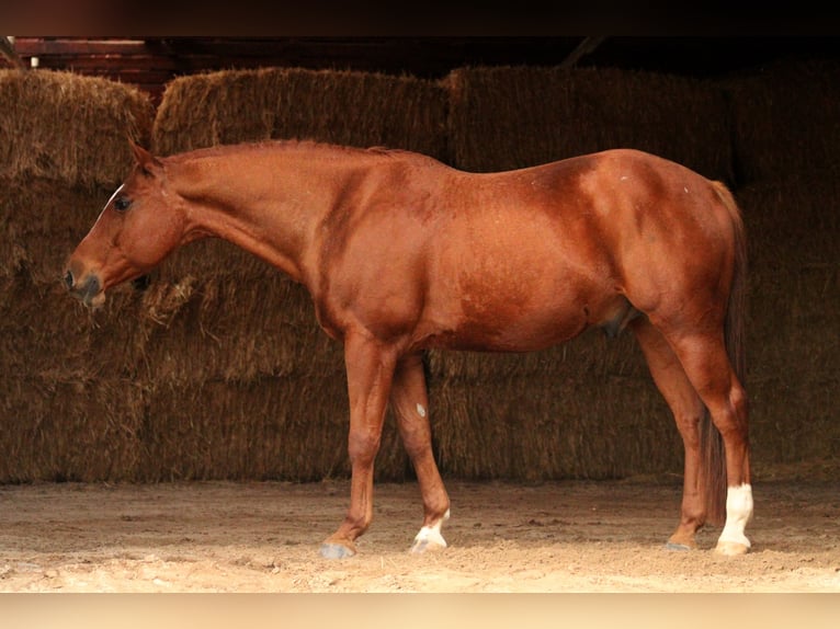 UW Slippin Skip Caballo cuarto de milla Semental Alazán in Forst