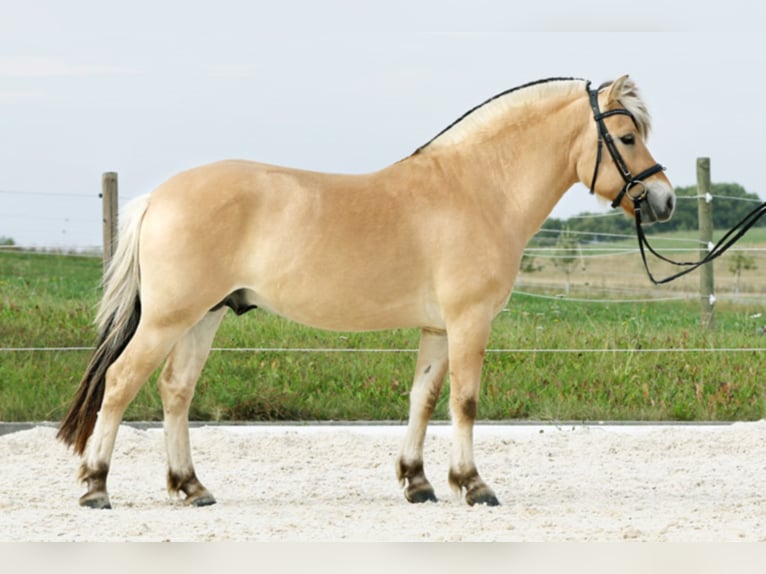 VALENTINO III LGKS Fjord Horses Stallion Dun in Liebstadt
