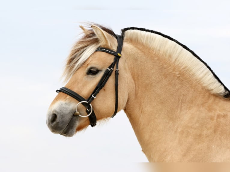 VALENTINO III LGKS Fjord Stallone Falbo in Liebstadt