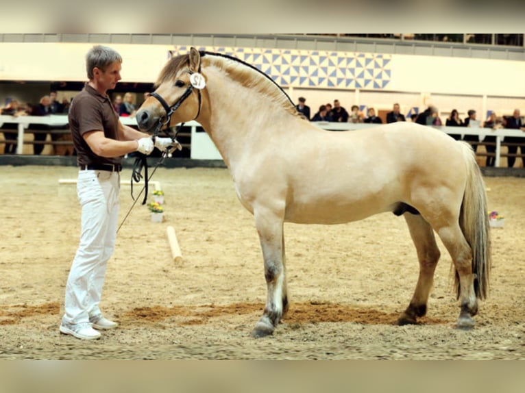 VALENTINO LGKS Fjord Stallone Falbo in Liebstadt
