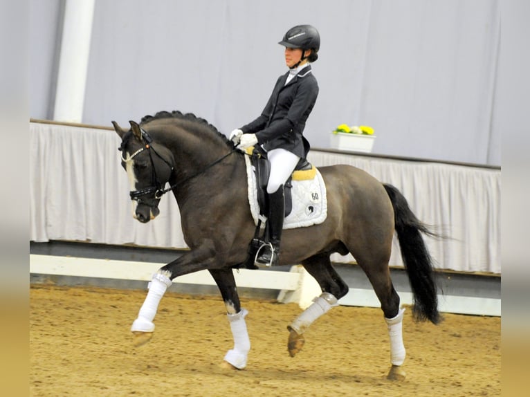 VALIDO'S GREY STAR G German Riding Pony Stallion in Lippetal