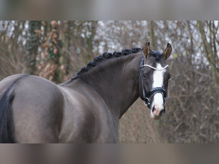 VALIDO'S GREY STAR G Pony tedesco Stallone in Lippetal
