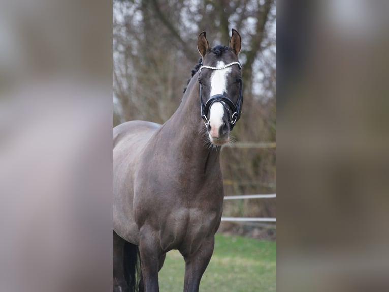 VALIDO'S GREY STAR G Pony tedesco Stallone  in Lippetal