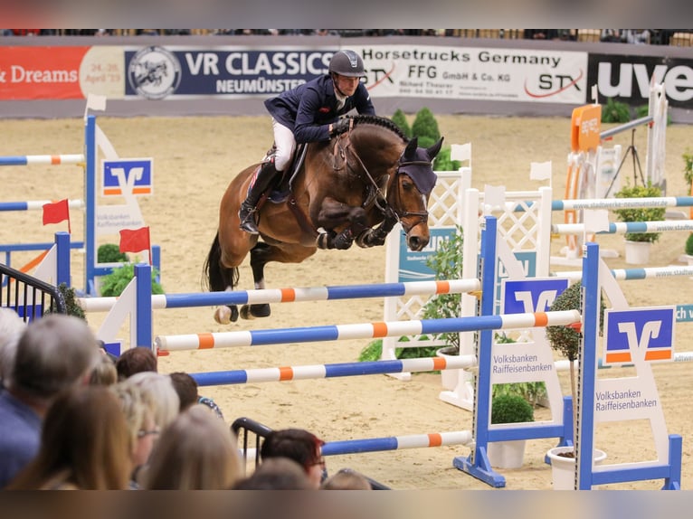 VARIHOKA DU TEMPLE Selle Français Stallone Baio scuro in Steinfeld (Oldenburg)