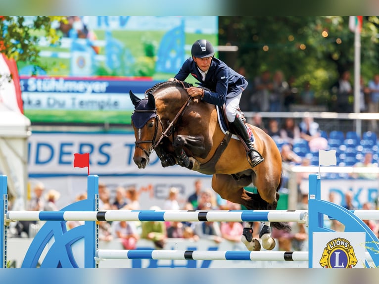 VARIHOKA DU TEMPLE Selle Français Stallone Baio scuro in Steinfeld (Oldenburg)