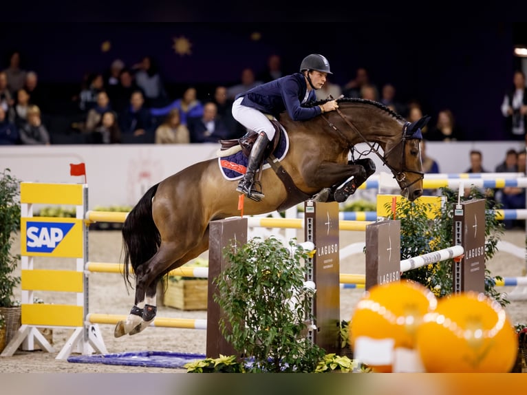 VARIHOKA DU TEMPLE Selle Français Stallone Baio scuro in Steinfeld (Oldenburg)