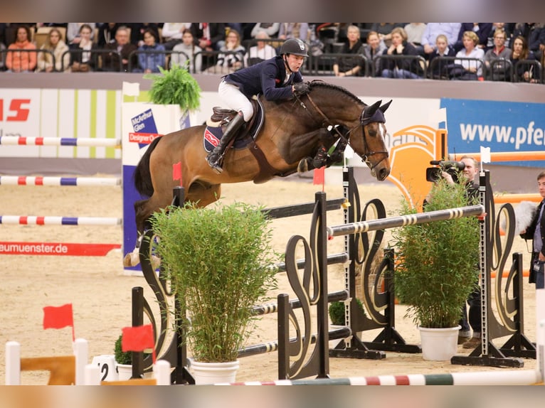 VARIHOKA DU TEMPLE Selle Français Stallone Baio scuro in Steinfeld (Oldenburg)