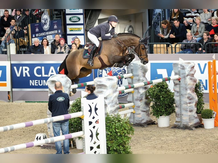 VARIHOKA DU TEMPLE Selle Français Stallone Baio scuro in Steinfeld (Oldenburg)