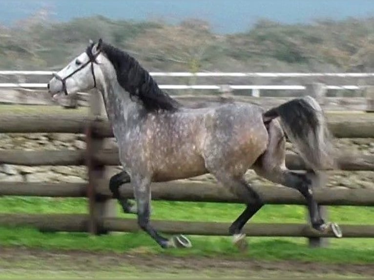 VATICANO II PRE Mix Stallion Gray-Dapple in Sagunto