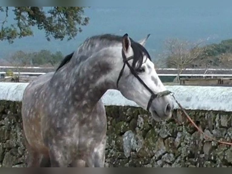 VATICANO II PRE Mix Stallion Gray-Dapple in Sagunto