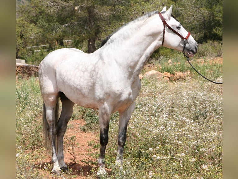 VATICANO II PRE Mix Stallion Grey-Dapple in Sagunto