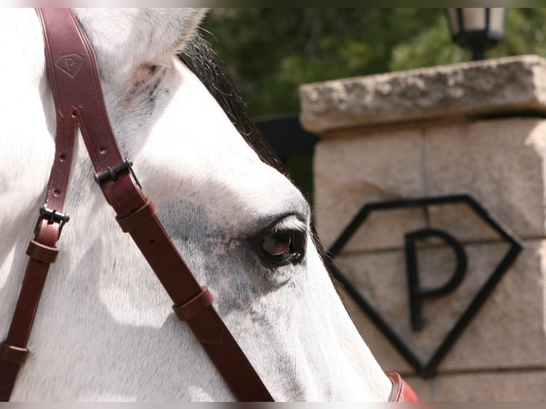 VATICANO II PRE Mix Stallion Grey-Dapple in Sagunto