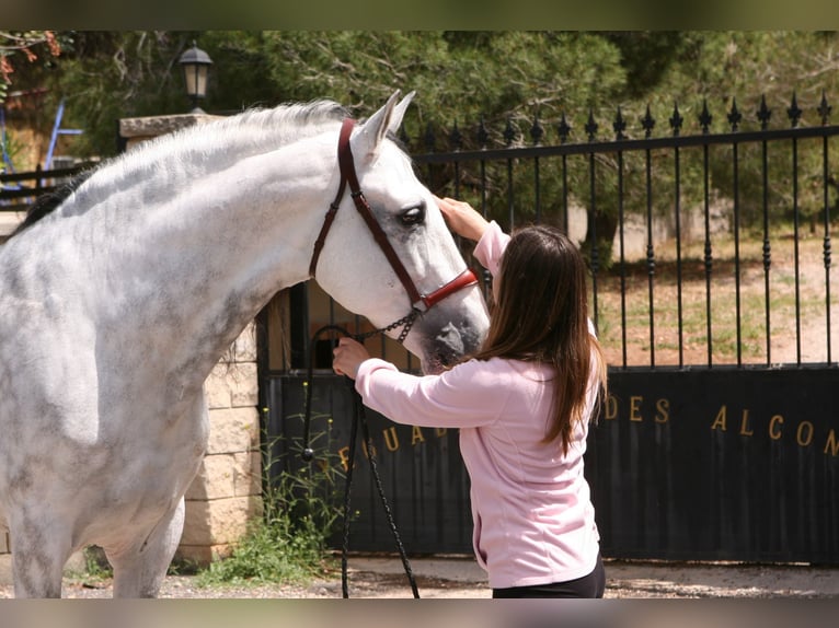VATICANO II PRE Mix Stallion Grey-Dapple in Sagunto