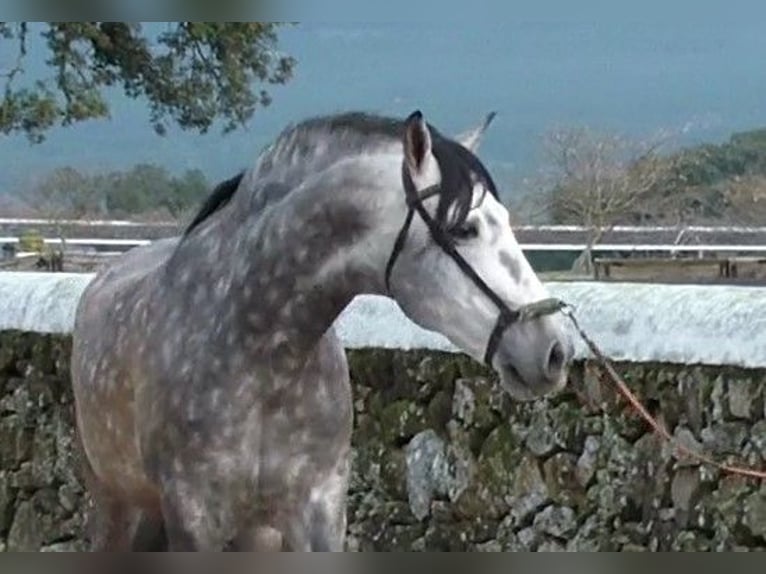 VATICANO II PRE Mix Stallion Grey-Dapple in Sagunto