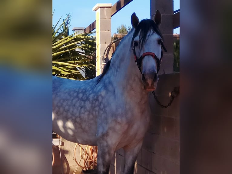 VATICANO II PRE Mix Stallone Grigio pezzato in Sagunto