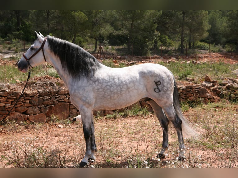 VATICANO II PRE Mix Stallone Grigio pezzato in Sagunto