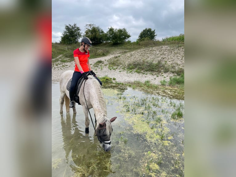 Verantwortungsvolle, erfahrene Reiterin sucht neue vielseitige RB